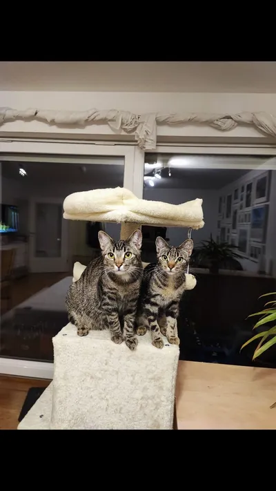 Egon & Yvonne, adopted