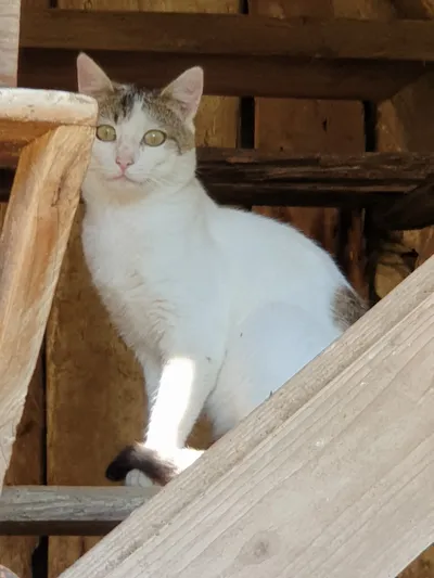 Flocke, adopted