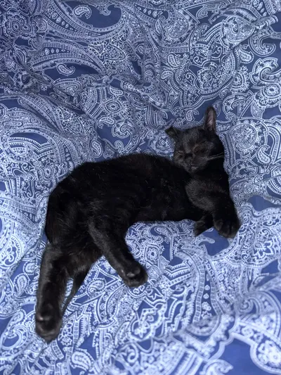 Luna & Paloma, adopted