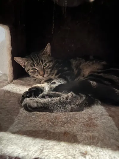 Minnie B & Mia, adopted