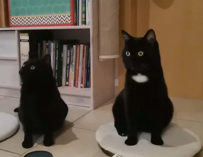 Lotti & Momo, adopted