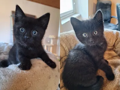 Schröder und Schnuffel, adopted