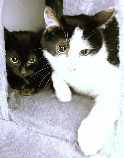 Cyrus und Jax sind reserviert, adopted