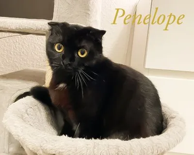 Penelope – Liebe auf den zweiten Blick, adopted