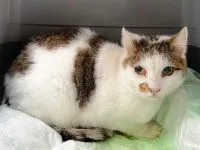 Motito – Pflegestelle/Endstelle gesucht, adopted