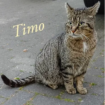 Timo -Straßenkater sucht neuen Dosenöffner/ Pflegestelle gesucht, adopted