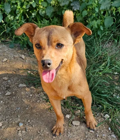 Alfi – reserviert, adopted