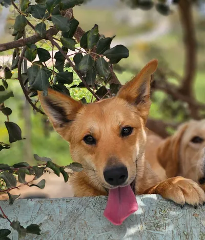 Marie – reserviert, adopted