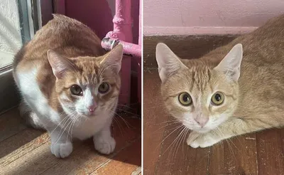 Asteris & Luna, adopted