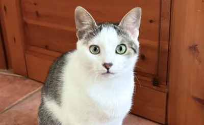 Mika, adopted