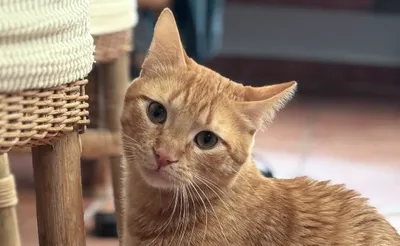 Haru, adopted