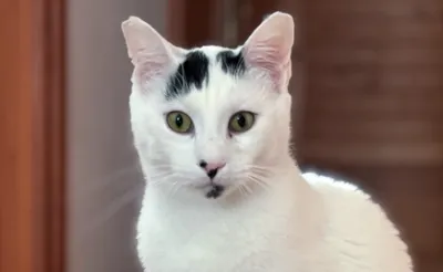 Kasmacs, adopted