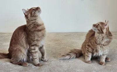 Leo & Petro, adopted