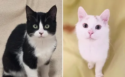 O'Maley & Yuki, adopted