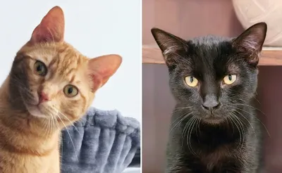 Speedy & Bambino, adopted