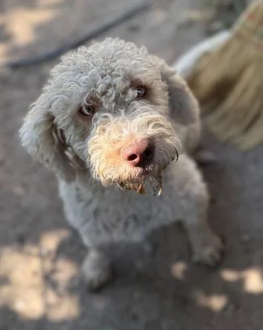Lagotto Romagnolo