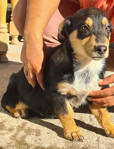 Jippy, adopted