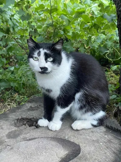 Sophie, adopted