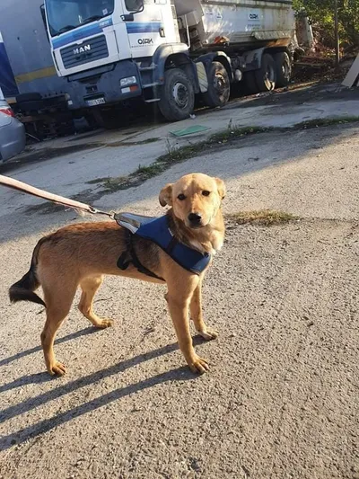 Daisy, adopted