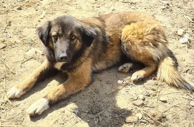 Sanfte Dalma, adopted