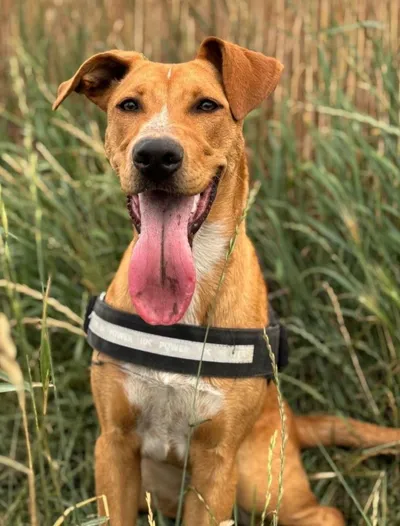 Junge aktive Hündin, adopted