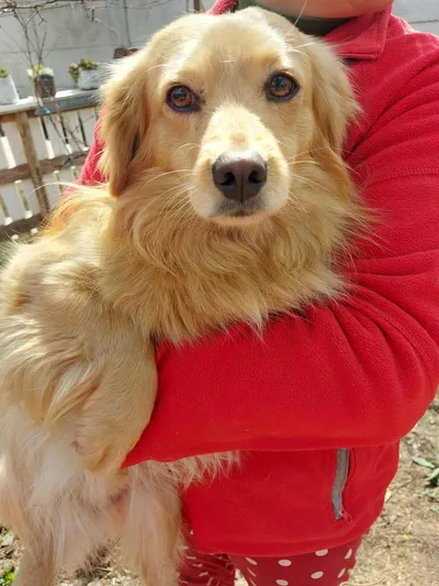 Zico, adopted