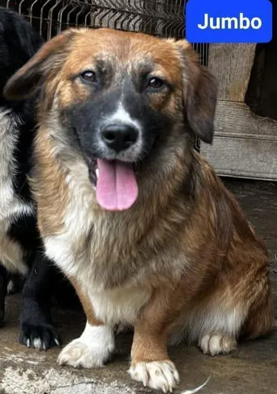 Knutschkugel Jumbo 🩵, adopted