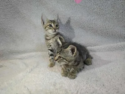 🐾 Marie & Vic, adopted