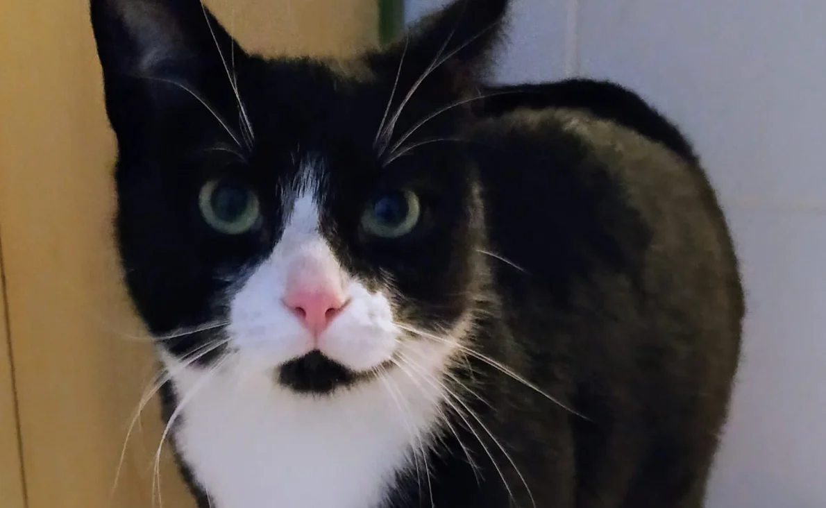 European Shorthair