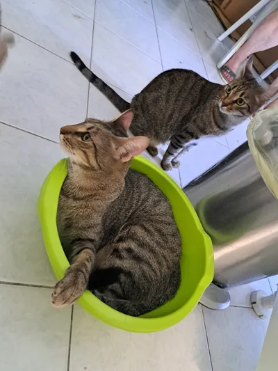 Remi &, adopted