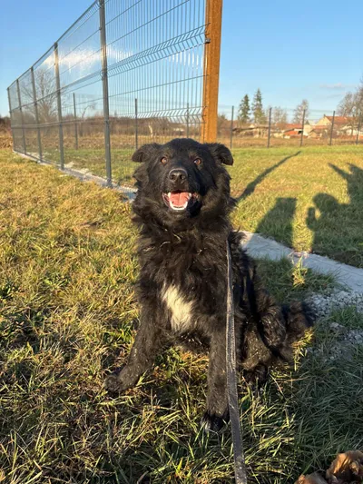 Dobri (reserviert), adopted