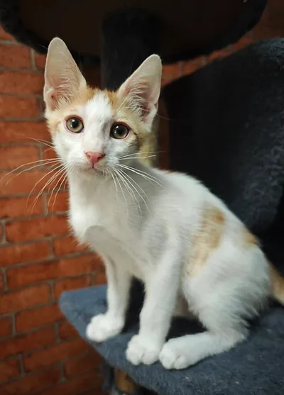 London, adopted