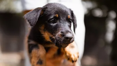 Namenspate gesucht –, adopted