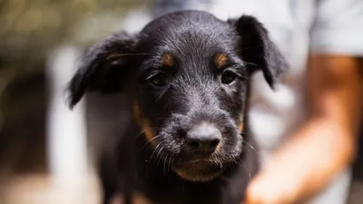 Namenspate gesucht –, adopted