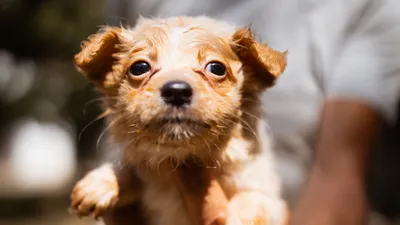 Namenspate gesucht –, adopted