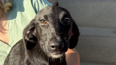 Namenspate gesucht –, adopted