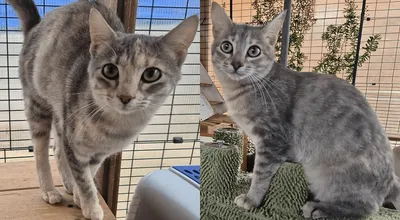 Eve und Eva, adopted