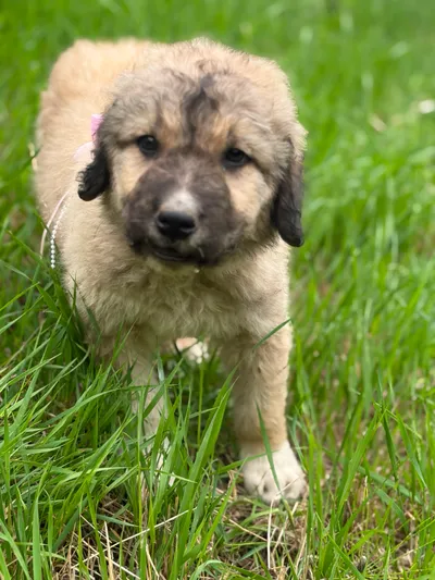 Alva-reserviert, adopted