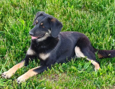 Blacky-reserviert, adopted