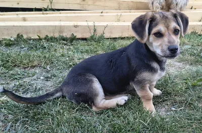 Bruno-reserviert, adopted