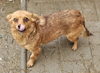 Foxi-reserviert, adopted