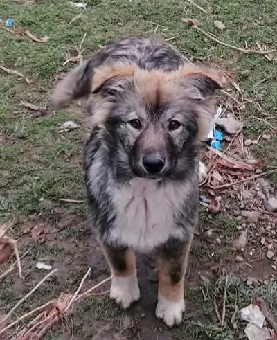 Lana-reserviert, adopted