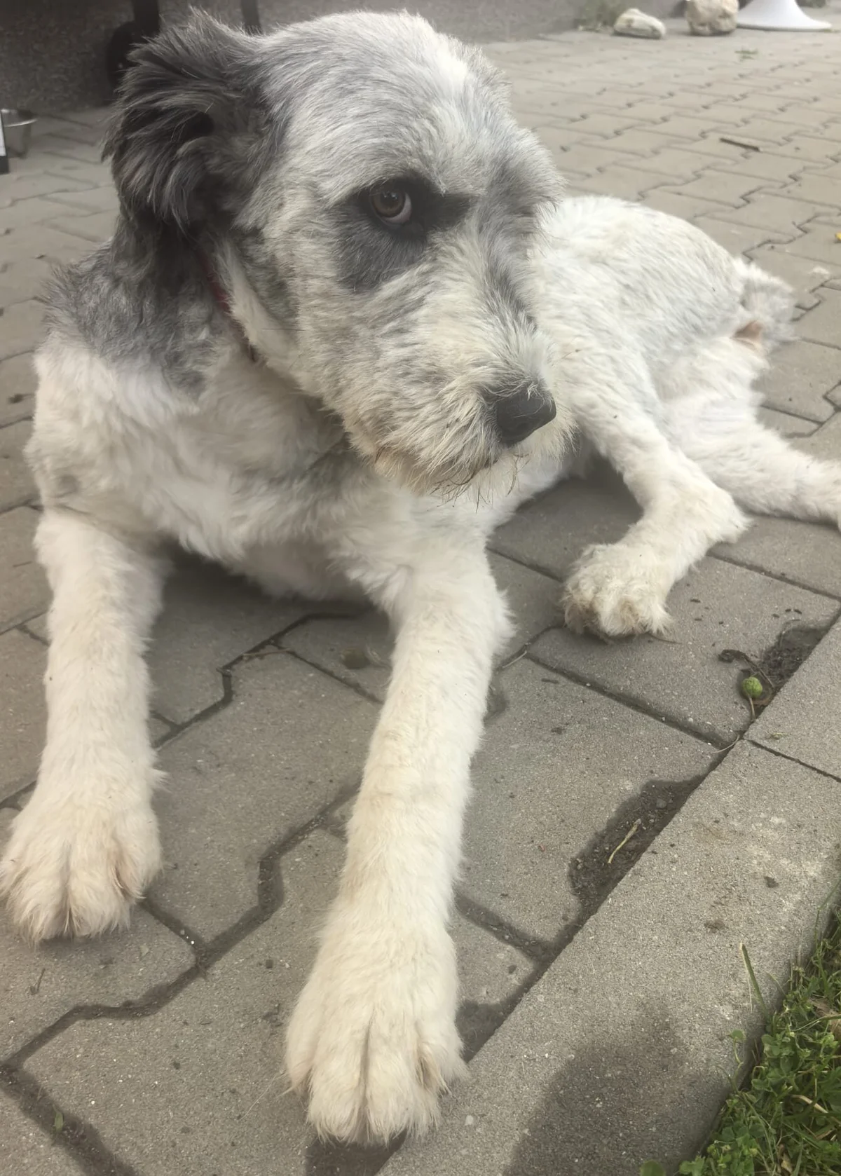 Labradoodle