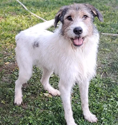 Mia – auf PS in Niederbayern, adopted