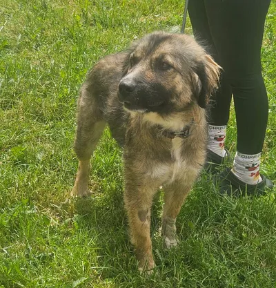Ronja-reserviert, adopted