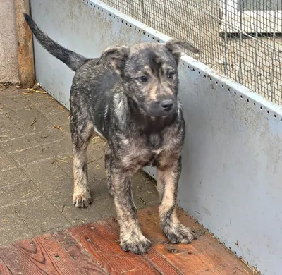 Timmy-reserviert, adopted