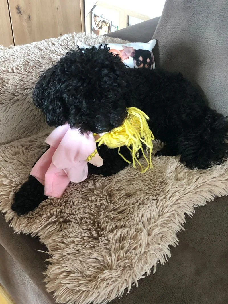 Poodle