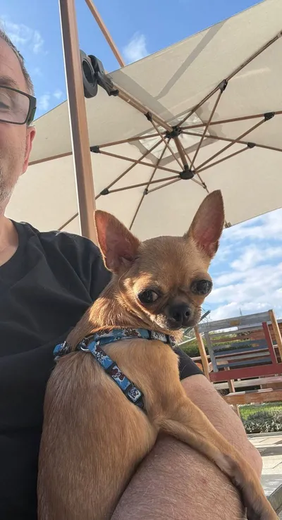 Sofi, adopted