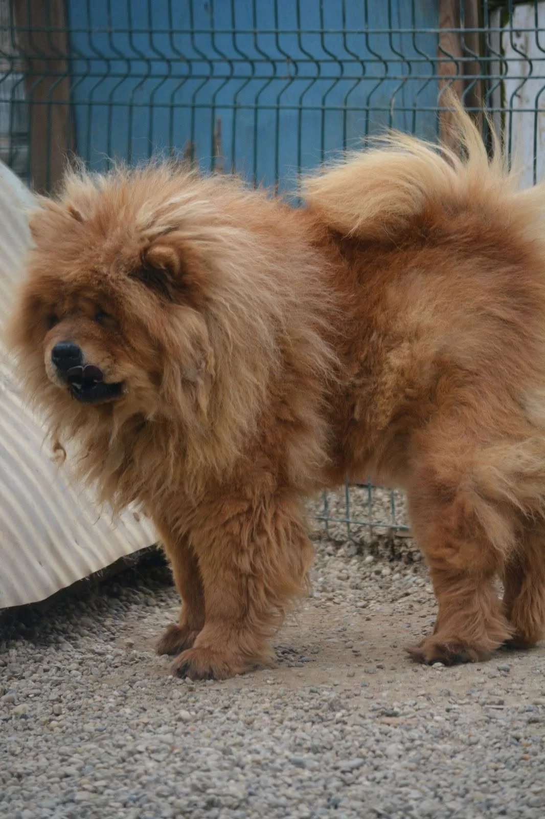Chow Chow
