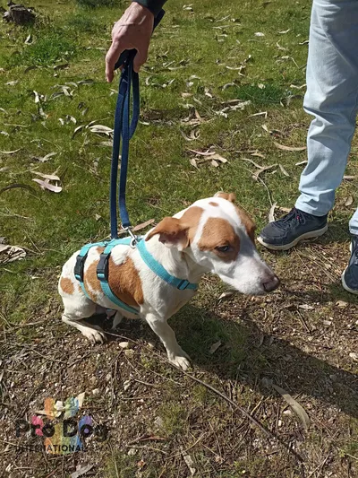 Lizzy in Portugal – vermittelt, adopted
